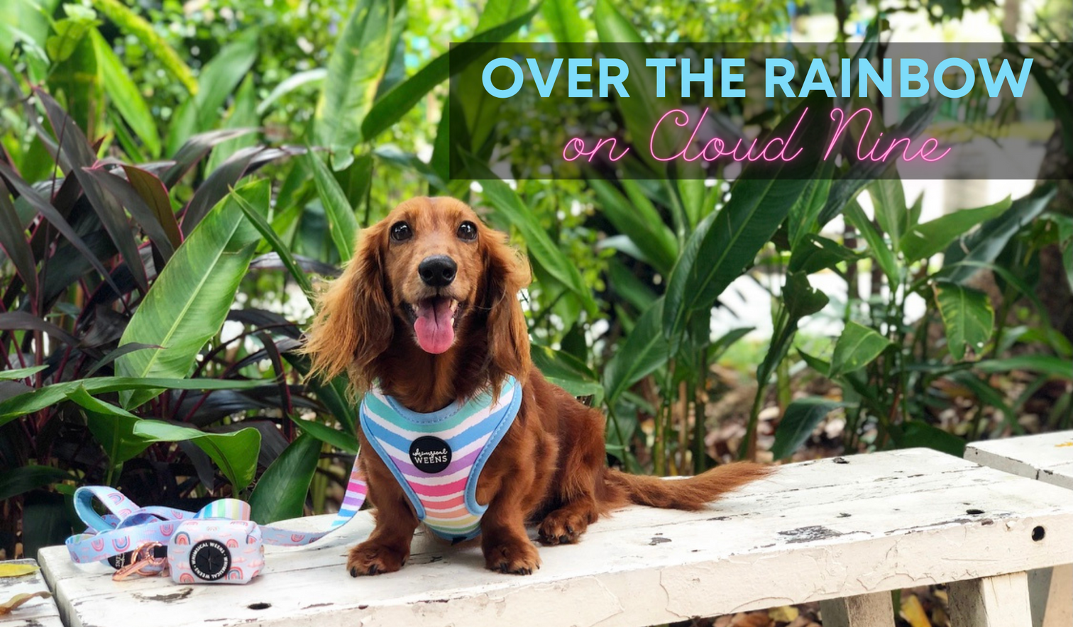 Whimsical and cute designer accessories for pups & humans