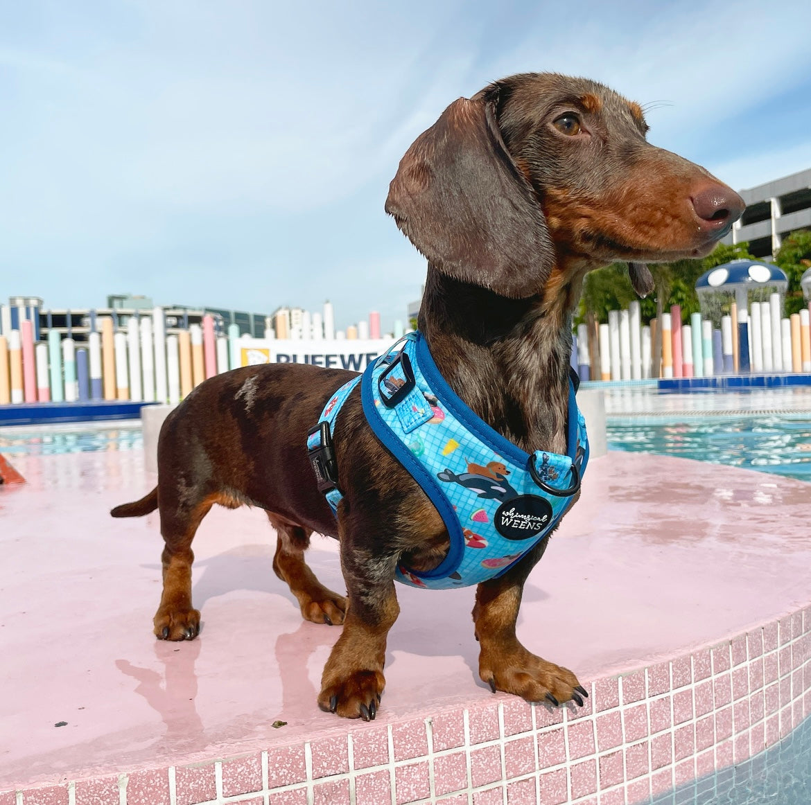 Best dog clearance harness for swimming